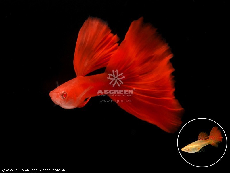 Cá bảy màu thuần chủng – fullred