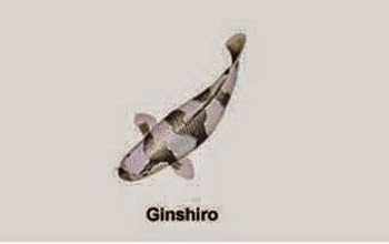 Ginshiro-koi