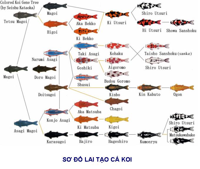 Biểu đồ phát triển gene và tên gọi các dòng cá Koi