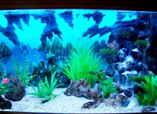 Cách bài trí bể cá cảnh hợp phong thuỷ