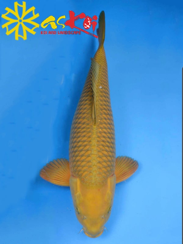 Koi Chagoi size 10 - 65 cm