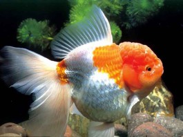 Bể cá cảnh – một thú chơi tao nhã của người Hà Nội