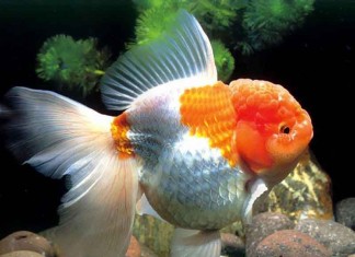 Bể cá cảnh – một thú chơi tao nhã của người Hà Nội