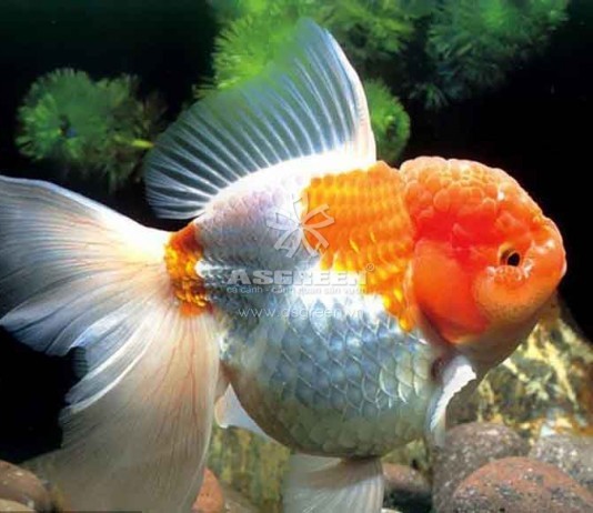 Bể cá cảnh – một thú chơi tao nhã của người Hà Nội