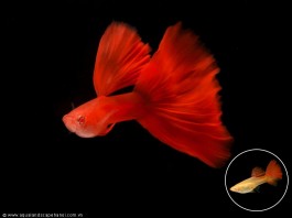 Những loại cá cảnh nước ngọt dễ nuôi