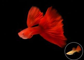 Những loại cá cảnh nước ngọt dễ nuôi