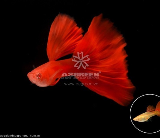 Những loại cá cảnh nước ngọt dễ nuôi