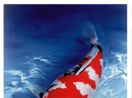 Kỹ thuật chăm sóc cá Koi