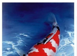 Kỹ thuật chăm sóc cá Koi