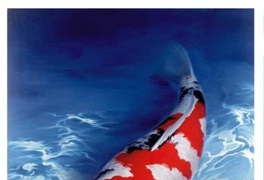 Kỹ thuật chăm sóc cá Koi