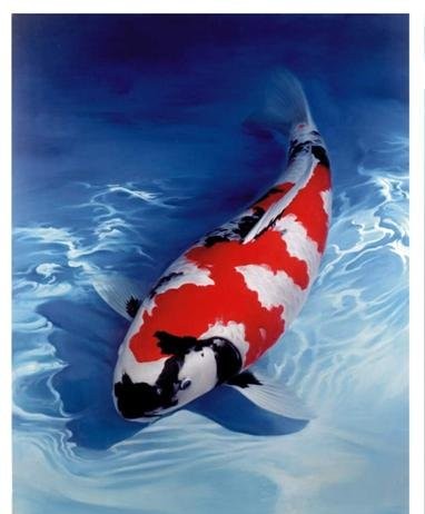 Kỹ thuật chăm sóc cá Koi