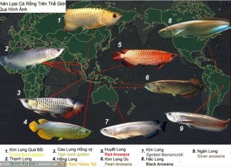 Cá rồng: Loài cá từ huyền thoại đến hiện thực