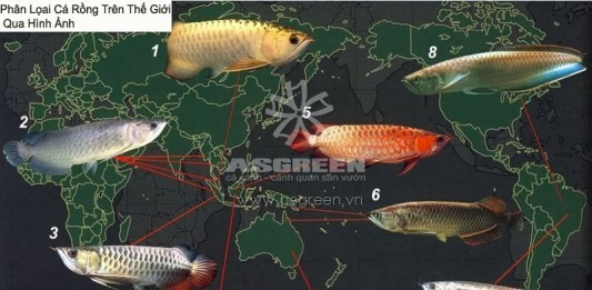 Cá rồng: Loài cá từ huyền thoại đến hiện thực