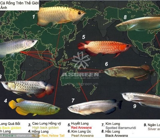 Cá rồng: Loài cá từ huyền thoại đến hiện thực