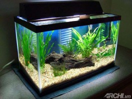 Chọn hình dáng bể cá hợp phong thủy để thu hút tài lộc