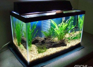 Chọn hình dáng bể cá hợp phong thủy để thu hút tài lộc