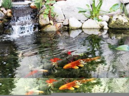 15 lý do để làm hồ koi và nuôi cá koi làm cảnh