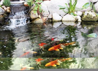 15 lý do để làm hồ koi và nuôi cá koi làm cảnh