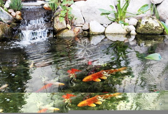 15 lý do để làm hồ koi và nuôi cá koi làm cảnh