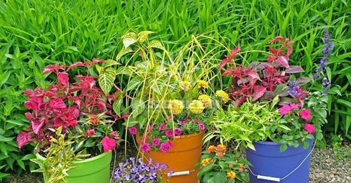 Bài trí tiểu cảnh sân vườn đẹp giúp giải nhiệt cho mùa hè