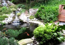Thiết kế thi công hồ cá Koi
