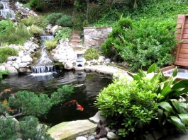 Thiết kế thi công hồ cá Koi