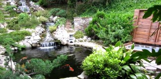 Thiết kế thi công hồ cá Koi