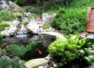 Thiết kế thi công hồ cá Koi