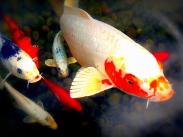 7 lý do để bạn phải nuôi cá koi làm cảnh