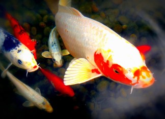 7 lý do để bạn phải nuôi cá koi làm cảnh