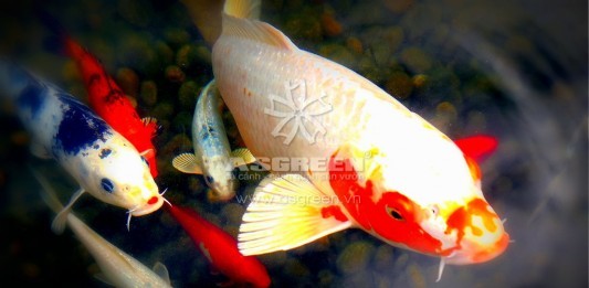 7 lý do để bạn phải nuôi cá koi làm cảnh