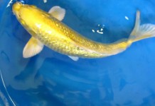 Hướng dẫn Lựa chọn cá Koi phù hợp với phong thủy nhà bạn