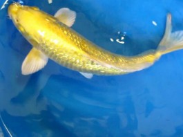 Hướng dẫn Lựa chọn cá Koi phù hợp với phong thủy nhà bạn