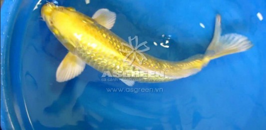 Hướng dẫn Lựa chọn cá Koi phù hợp với phong thủy nhà bạn