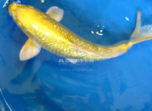 Hướng dẫn Lựa chọn cá Koi phù hợp với phong thủy nhà bạn