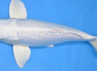 Hướng dẫn phân biệt cá Koi Nhật và cá Koi lai