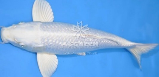 Hướng dẫn phân biệt cá Koi Nhật và cá Koi lai