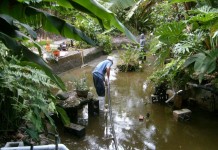 Dịch vụ vệ sinh chăm sóc hồ cá Koi