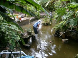 Dịch vụ vệ sinh chăm sóc hồ cá Koi