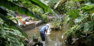 Dịch vụ vệ sinh chăm sóc hồ cá Koi