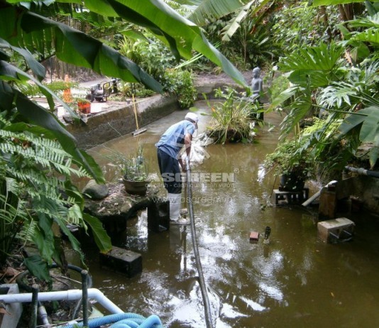 Dịch vụ vệ sinh chăm sóc hồ cá Koi