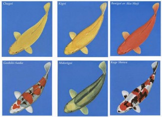 Các loại cá chép koi – cách phân biệt tên gọi các loại cá koi