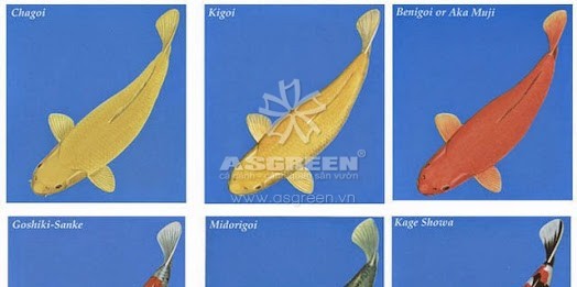 Các loại cá chép koi – cách phân biệt tên gọi các loại cá koi