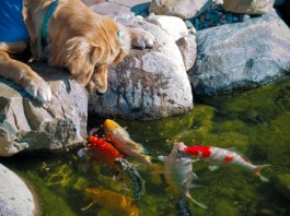 Cá chép Koi nhả ngọc phun châu, tiền vô như nước