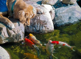 Cá chép Koi nhả ngọc phun châu, tiền vô như nước