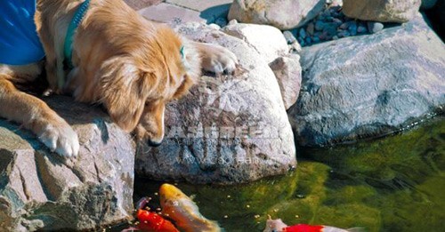 Cá chép Koi nhả ngọc phun châu, tiền vô như nước