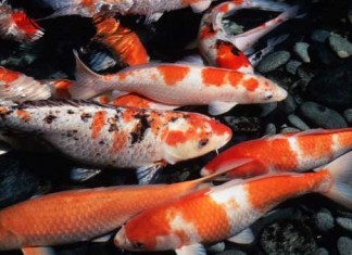 Phương pháp nhân giống cá Koi