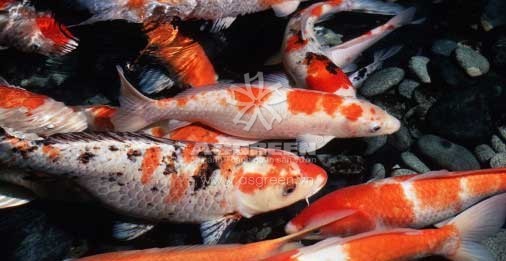 Phương pháp nhân giống cá Koi