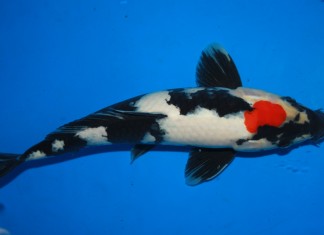 Cá Koi sinh sản là mang lại điềm lành và may mắn cho gia chủ