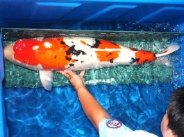 Kỹ thuật nuôi và chăm sóc cá koi theo chuẩn Nhật Bản